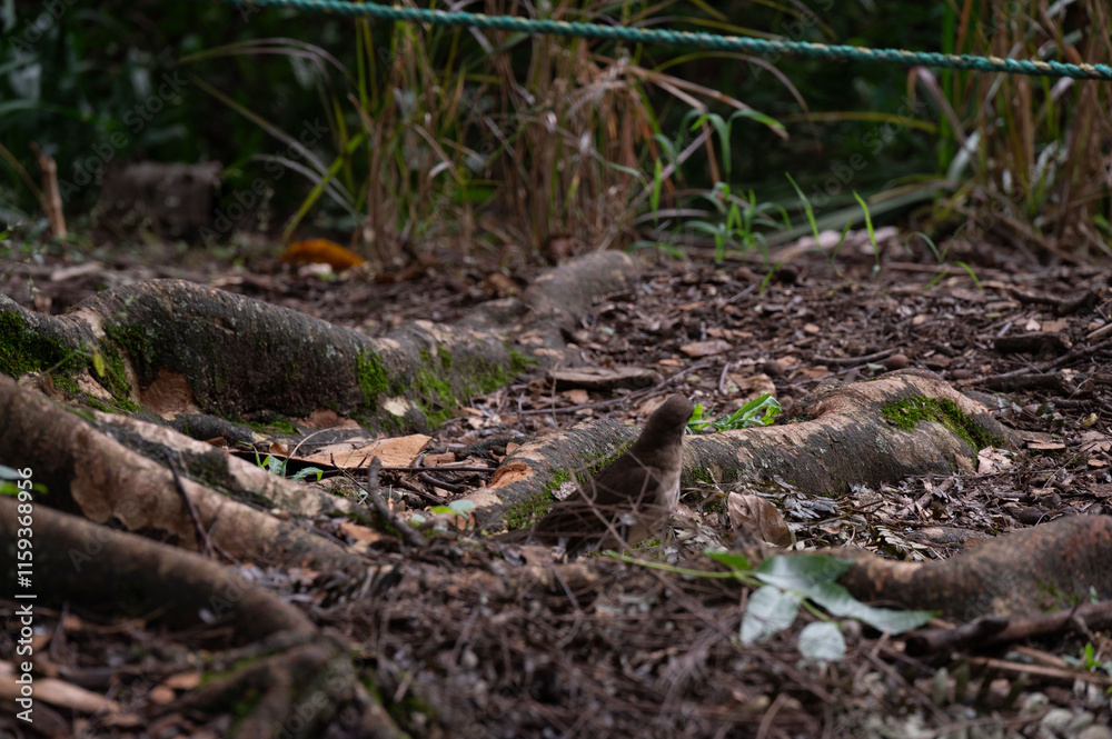 Small bird nestled amongst exposed tree roots in a forest setting. Small bird nestled amongst exposed tree roots in a forest setting.