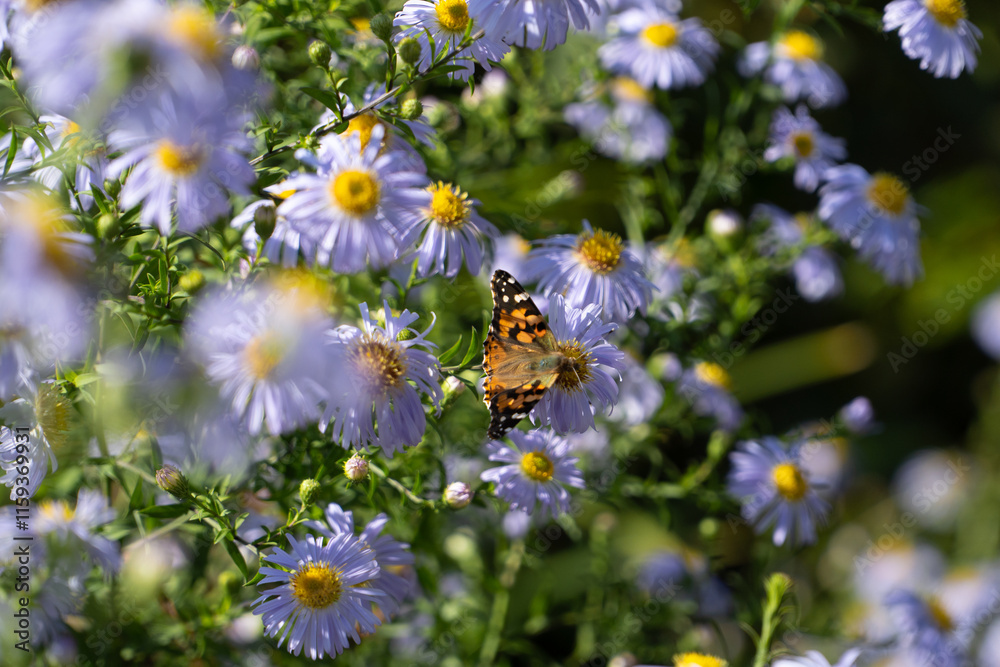 Obraz premium Lila / Violette Blumen an einem schönen Sommertag. Schmetterling sitzt auf Blume