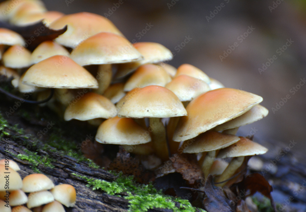 A colony of poisonous and inedible mushrooms, false honey agarics Hypholoma fasciculare, grows in nature A colony of poisonous and inedible mushrooms, false honey agarics Hypholoma fasciculare, grows in nature