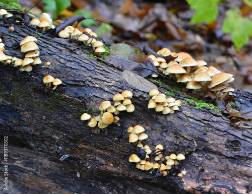 A colony of poisonous and inedible mushrooms, false honey agarics Hypholoma fasciculare, grows in nature photo