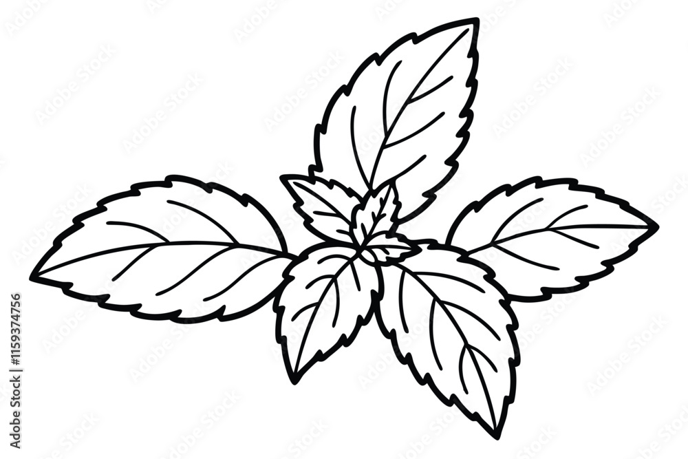 Fragrant fresh mint sprig line art vector illustration Fragrant fresh mint sprig line art vector illustration