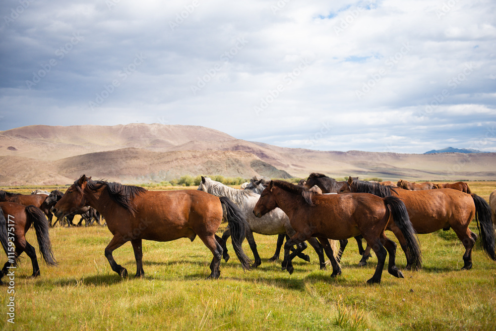 Mongolian horses grazing at the summer pasture Mongolian horses grazing at the summer pasture