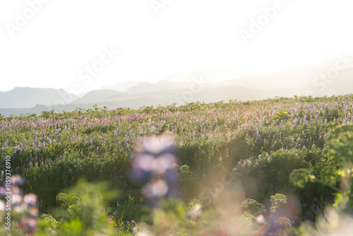 Fototapeta Naklejka Na Ścianę i Meble -  Beautiful green landscape in Iceland on a sunny evening during golden hour with lupine in the front