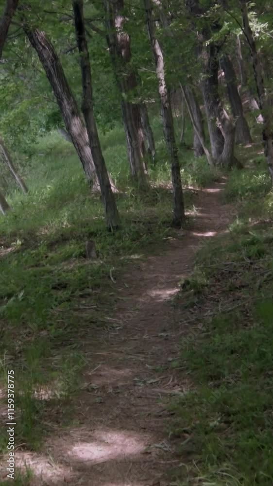 森の中の小道を歩く 移動撮影 縦動画 森の中の小道を歩く 移動撮影 縦動画