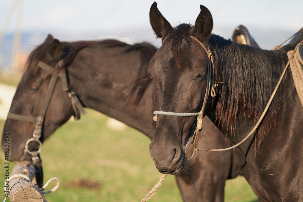 Obraz premium Saddled horses of Karachay breed on a tether. A fragment. Close-up.
