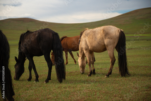 Mongolian horses in the Mongolian summer pasture. photo