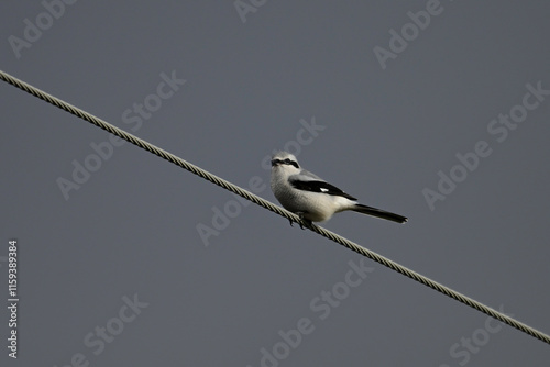 Northern Shrike bird hunts from its perch along a hyrdo wire photo