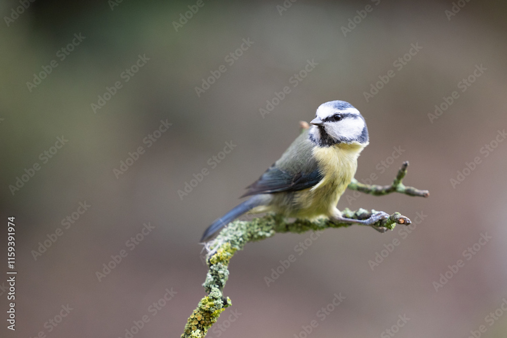 Obraz premium Blue Tit (Cyanistes caeruleus) perched on a branch in Winter. Yorkshire, UK