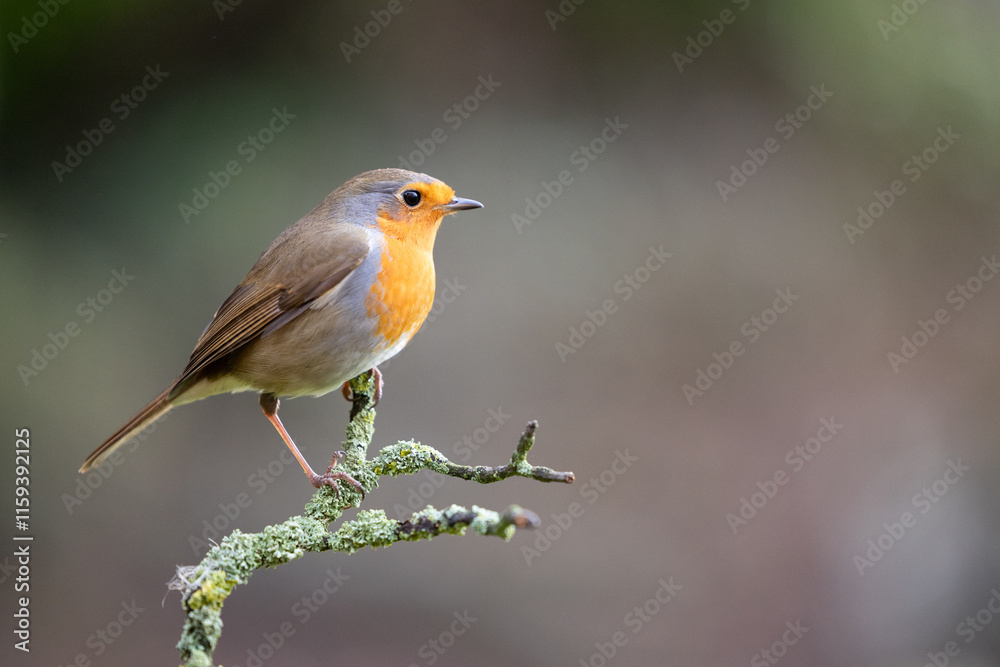 Robin (Erithacus rubecula) perched on a branch in Winter, with a natural green and brown background. Yorkshire, UK Robin (Erithacus rubecula) perched on a branch in Winter, with a natural green and brown background. Yorkshire, UK