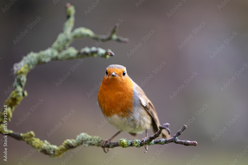 Robin (Erithacus rubecula) perched on a branch in Winter, with a natural green and brown background. Yorkshire, UK Robin (Erithacus rubecula) perched on a branch in Winter, with a natural green and brown background. Yorkshire, UK