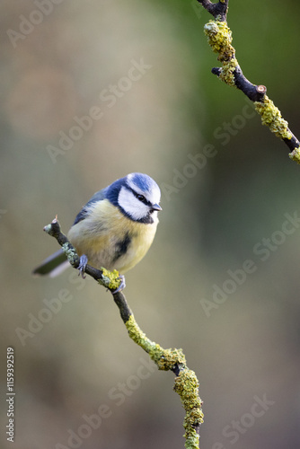 Blue Tit (Cyanistes caeruleus) perched on a branch in Winter. Yorkshire, UK 
