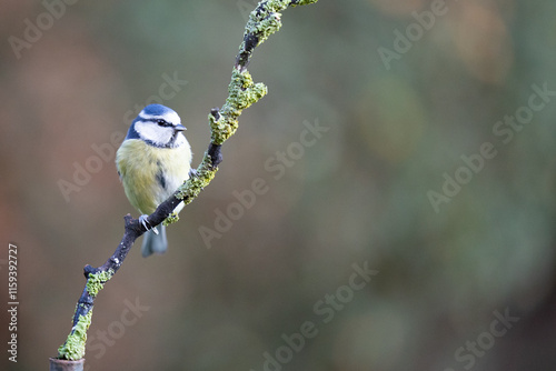 Blue Tit (Cyanistes caeruleus) perched on a branch in Winter. Yorkshire, UK 