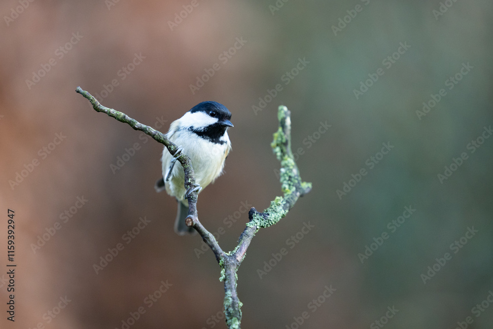 Obraz premium Coal Tit (Periparus ater) perched on a branch in Winter, with a natural green and brown background. Yorkshire, UK