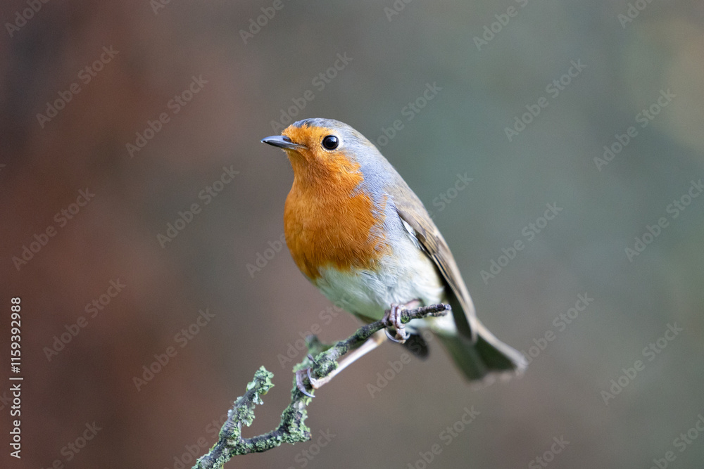Close up of a Robin (Erithacus rubecula) perched on a branch in Winter, with a natural green and brown background. Yorkshire, UK Close up of a Robin (Erithacus rubecula) perched on a branch in Winter, with a natural green and brown background. Yorkshire, UK