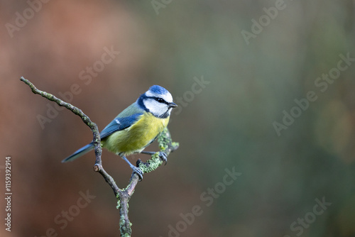 Blue Tit (Cyanistes caeruleus) perched on a branch in Winter. Yorkshire, UK 
