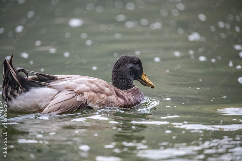 A Duck in a lake A Duck in a lake