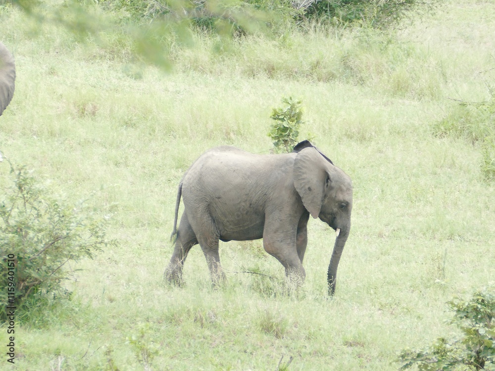 Obraz premium Baby elephant