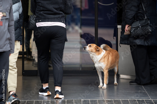 A yellow stray dog ​​stands outside a shopping mall door between the people who visit the shops in moll and begs passersby for food
