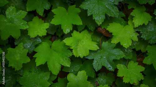  Lush Green Maple Leaves Texture: A captivating close-up of vibrant, dew-kissed maple leaves, creating a textured, verdant background perfect for nature-inspired designs. 