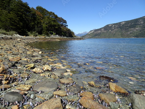 the national park in Ushuaia, austral land in Patagonia Argentina, with the sea shore of Beagle channel and forest in bright sunlight. Tierra del fuego. 