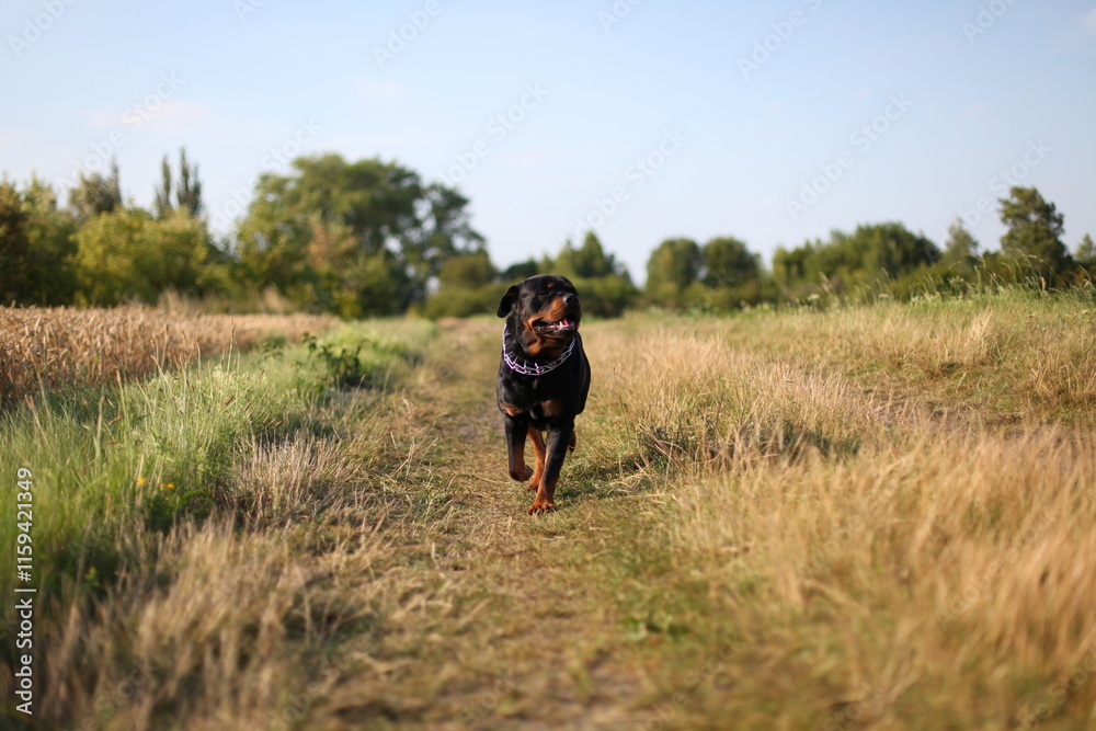 Ein Rottweiler läuft einen Weg auf einer Wiese entlang Ein Rottweiler läuft einen Weg auf einer Wiese entlang
