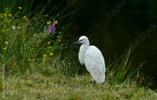 Aigrette garzette, .Egretta garzetta, Little Egret, photo