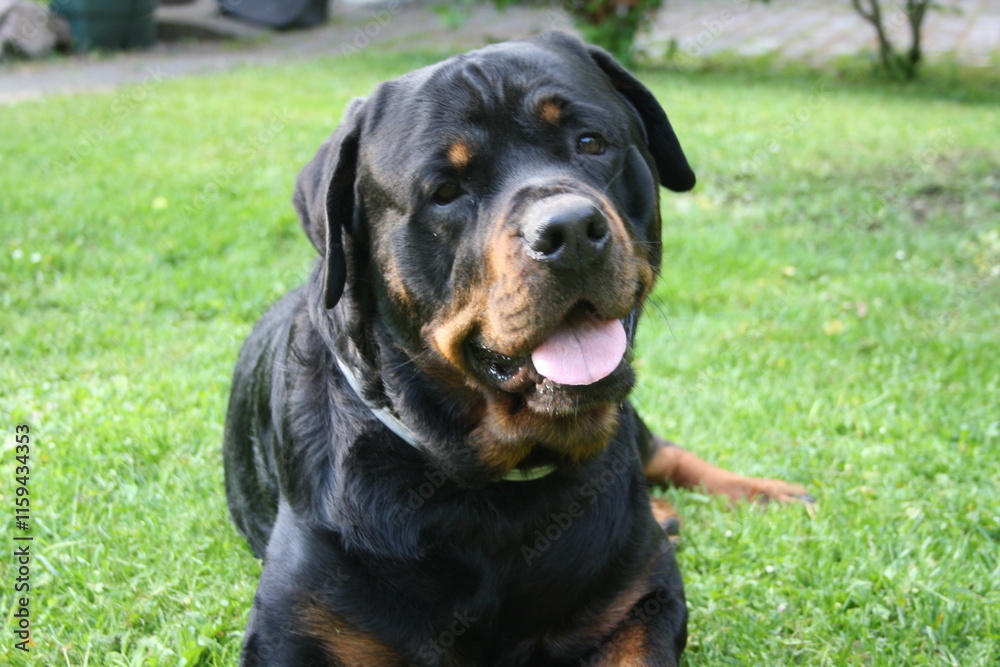 Großer Kopf eines Rottweilers in der Nahaufnahme Großer Kopf eines Rottweilers in der Nahaufnahme