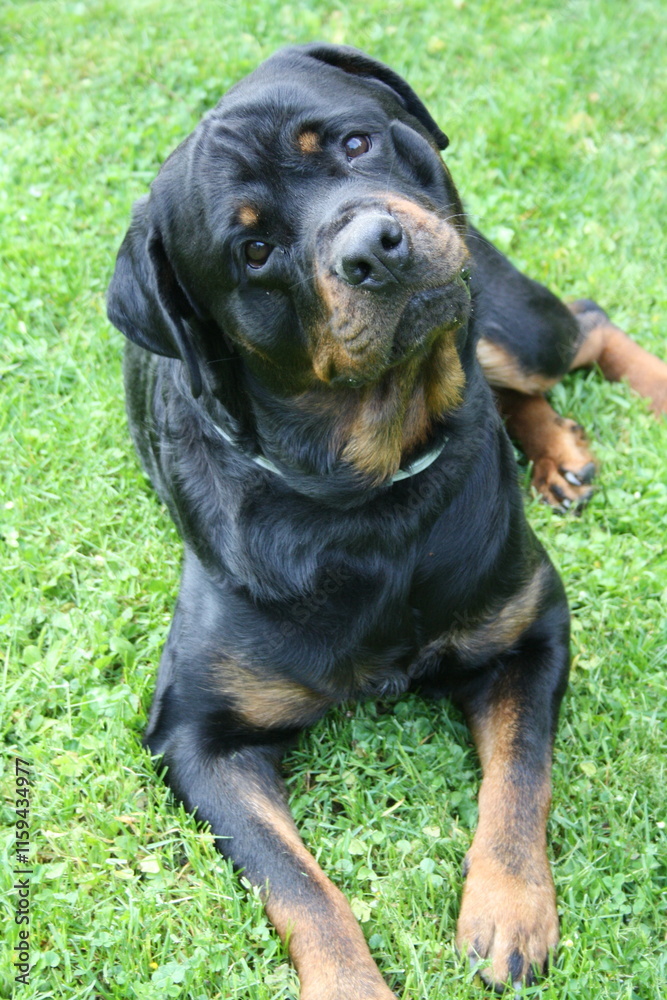 Großer Kopf eines Rottweilers in der Nahaufnahme Großer Kopf eines Rottweilers in der Nahaufnahme