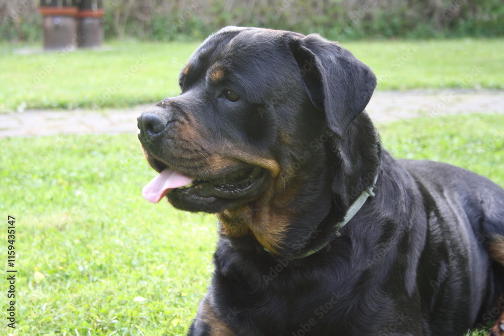 Großer Kopf eines Rottweilers in der Nahaufnahme Großer Kopf eines Rottweilers in der Nahaufnahme