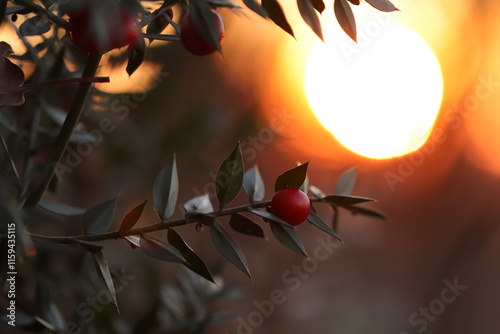 Cuadro en lienzo pianta di pungitopo in inverno nel bosco al tramonto