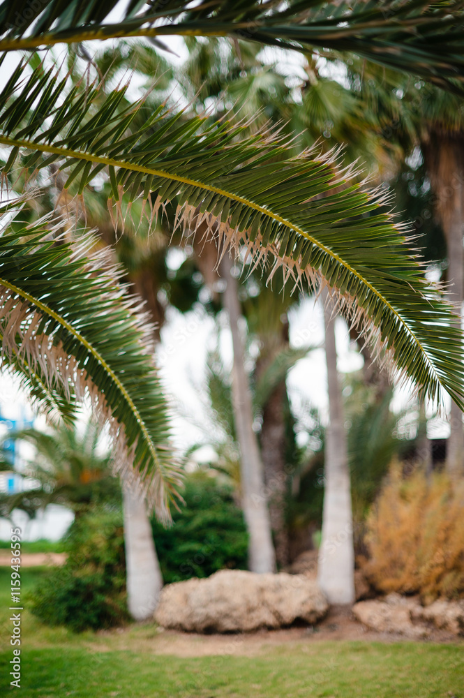 Close-Up of Palm Tree Leaves with Blurred Background Close-Up of Palm Tree Leaves with Blurred Background