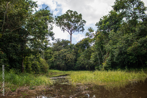 PHOTOS OF THE NANAY RIVER IN THE PERUVIAN AMAZON, BLACK WATER RIVER OR IGAPO IN THE FLOODABLE FORESTS NEAR THE ALLPAHUAYO MISHANA NATIONAL RESERVE photo