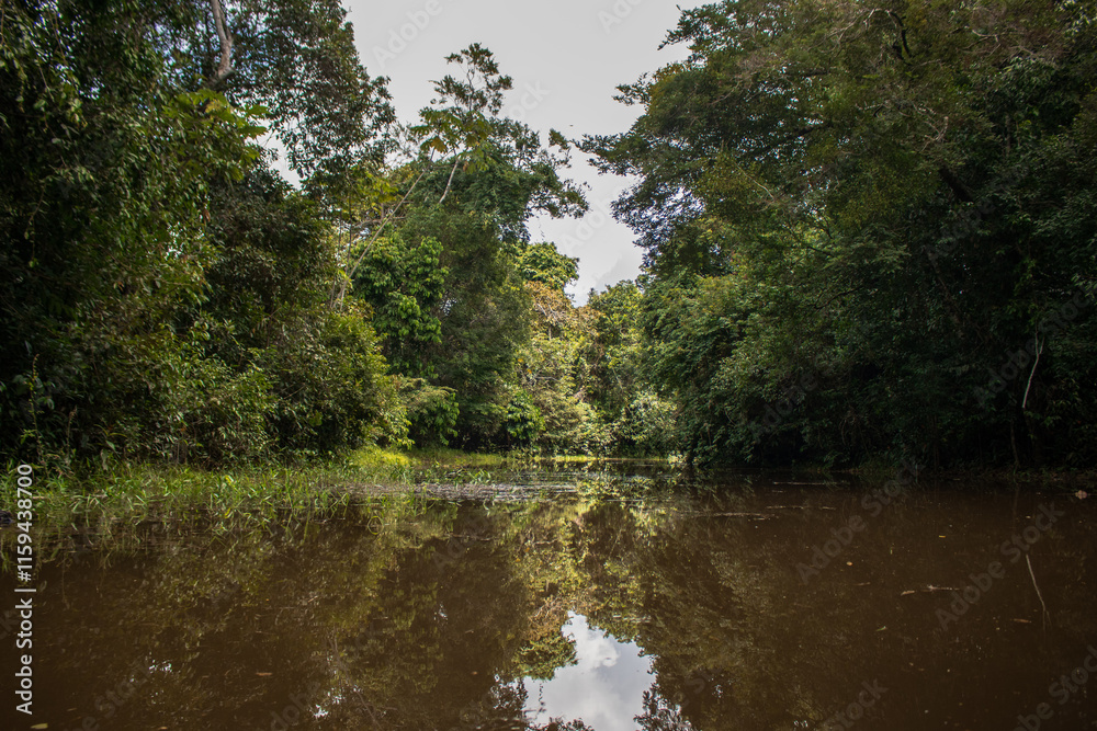Fototapeta premium PHOTOS OF THE NANAY RIVER IN THE PERUVIAN AMAZON, BLACK WATER RIVER OR IGAPO IN THE FLOODABLE FORESTS NEAR THE ALLPAHUAYO MISHANA NATIONAL RESERVE