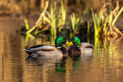 Deux jolis canards colverts mâle aux jolies couleurs, sous une lumière douce hivernale, avec des regards qui se croisent