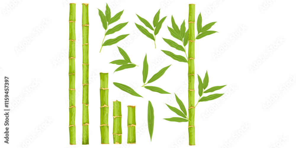 Fototapeta premium Bamboo set. Asian forest plant with branches and leaves, green bamboo sprouts, Chinese or Japanese flora flat set. 