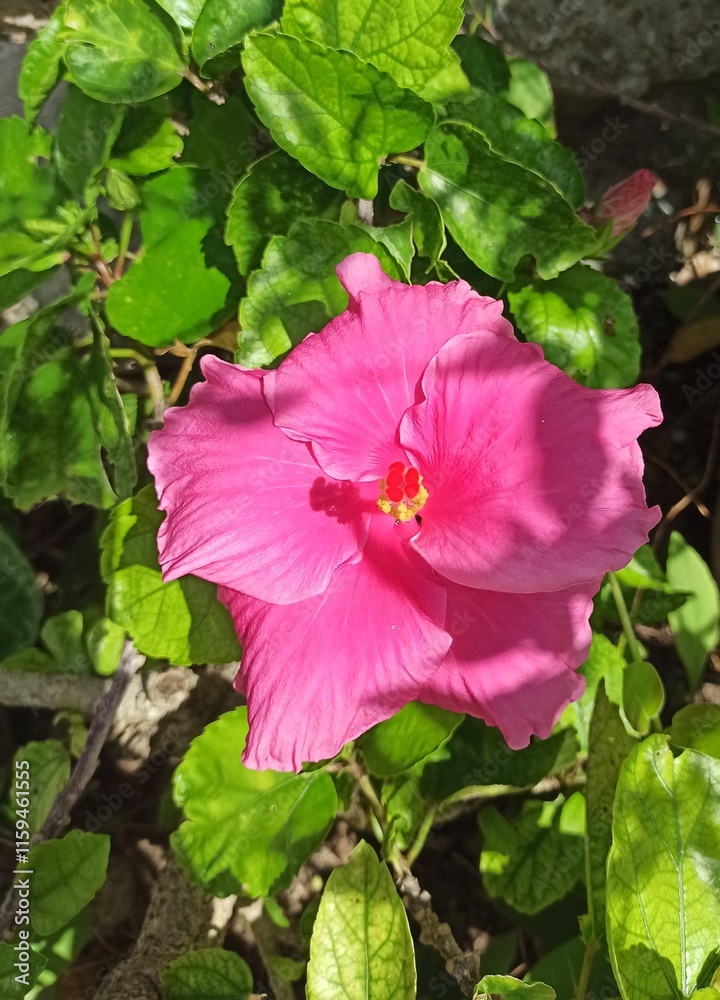 Pink hibiscus flower in Taketomi island. Hibiscus rosa sinensis in bloom, close up in the garden. Pink hibiscus flower in Taketomi island. Hibiscus rosa sinensis in bloom, close up in the garden.