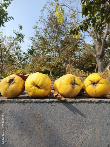 yellow quince and tree