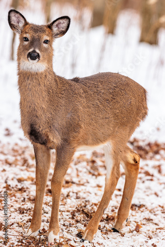 Near Hartford, Wisconsin, a yearling white tailed deer with two front white feet, in late December photo