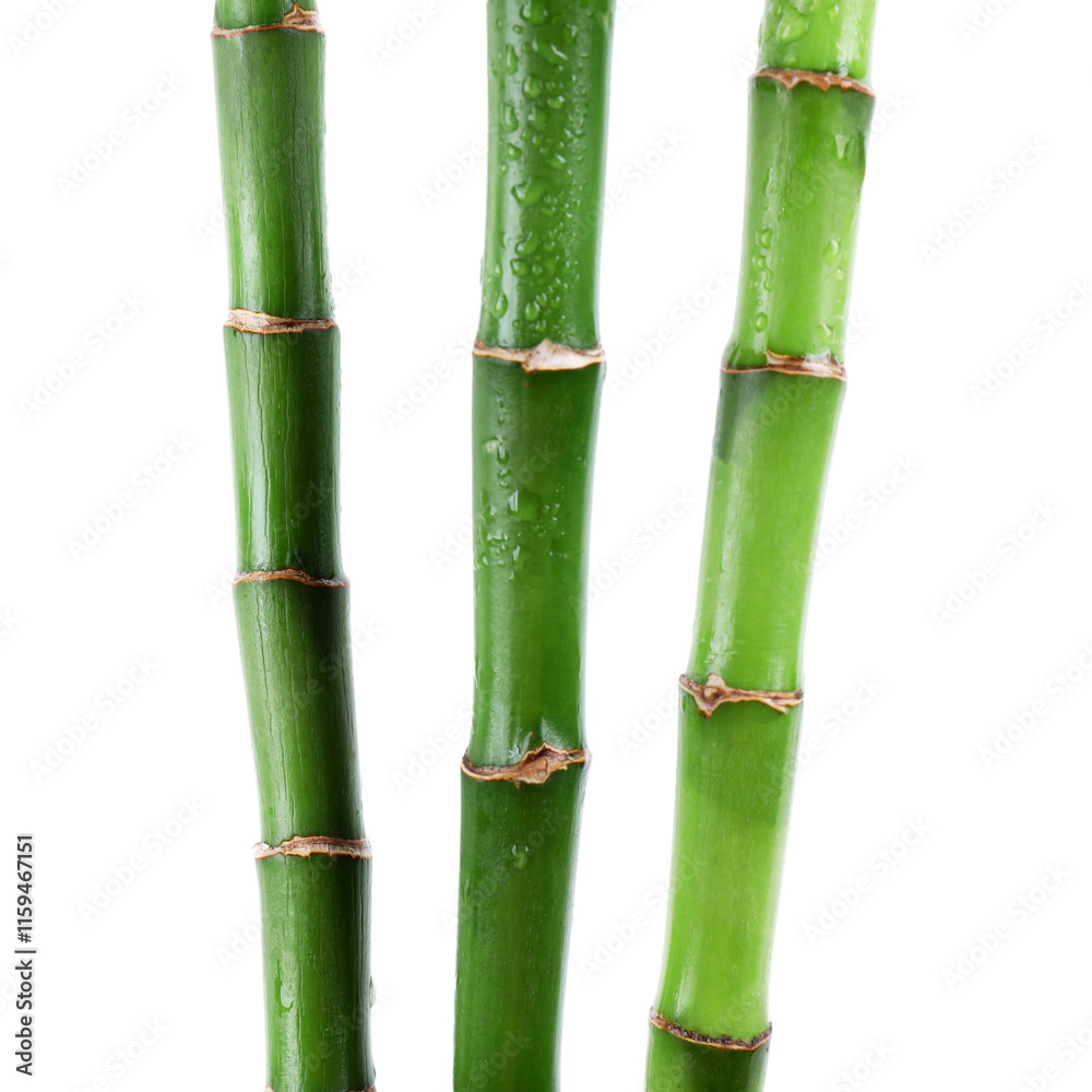 Stems of decorative bamboo plant isolated on white