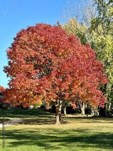 Beautiful tree in the chilly Illinois fall