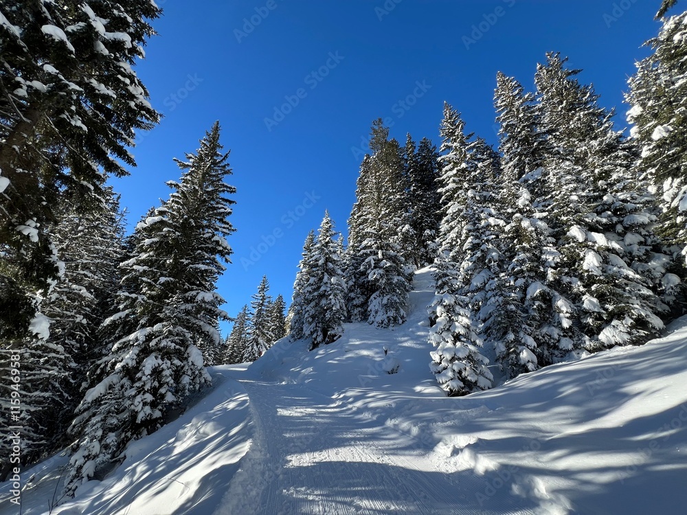Obraz premium Picturesque canopies of alpine trees in a typical winter atmosphere in the Swiss Alps and over the tourist resort of Davos - Canton of Grisons, Switzerland (Kanton Graubünden, Schweiz)