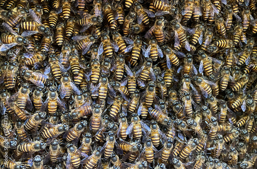 Swarming bee colony congregating around their queen photo