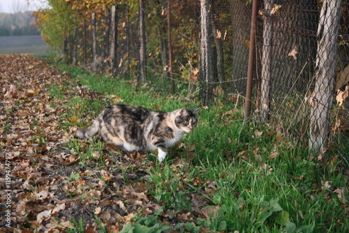 Katze auf dem Sprung nach seiner Beute photo