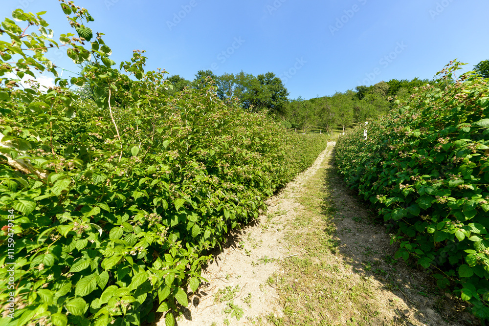Fototapeta premium Culture, framboisier, Rubus idaeus, Serbie
