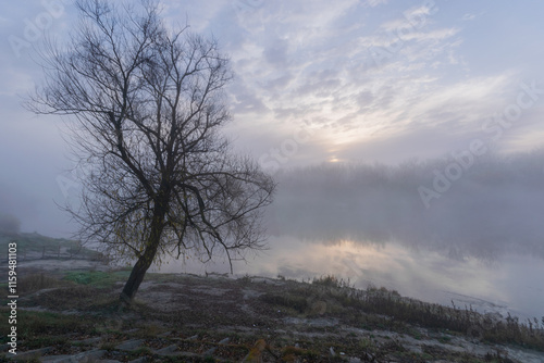 trees in fog