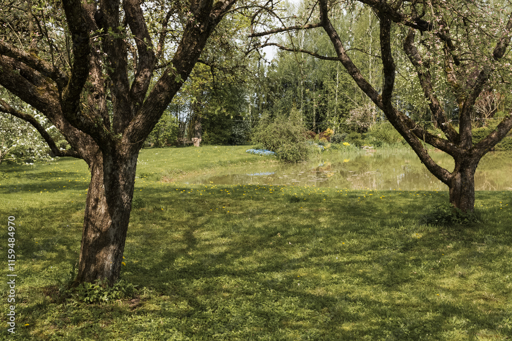 Apple orchard in spring, big old apple trees near backyard pond. Garden landscape. Apple orchard in spring, big old apple trees near backyard pond. Garden landscape.