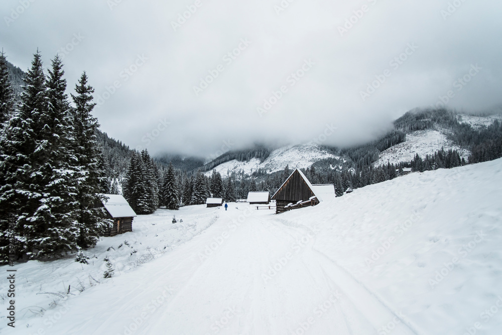Fototapeta premium A snowy path winding through the Chocholowska Valley, surrounded by trees blanketed in fresh snow. The serene winter scene invites a sense of quiet and untouched natural beauty.