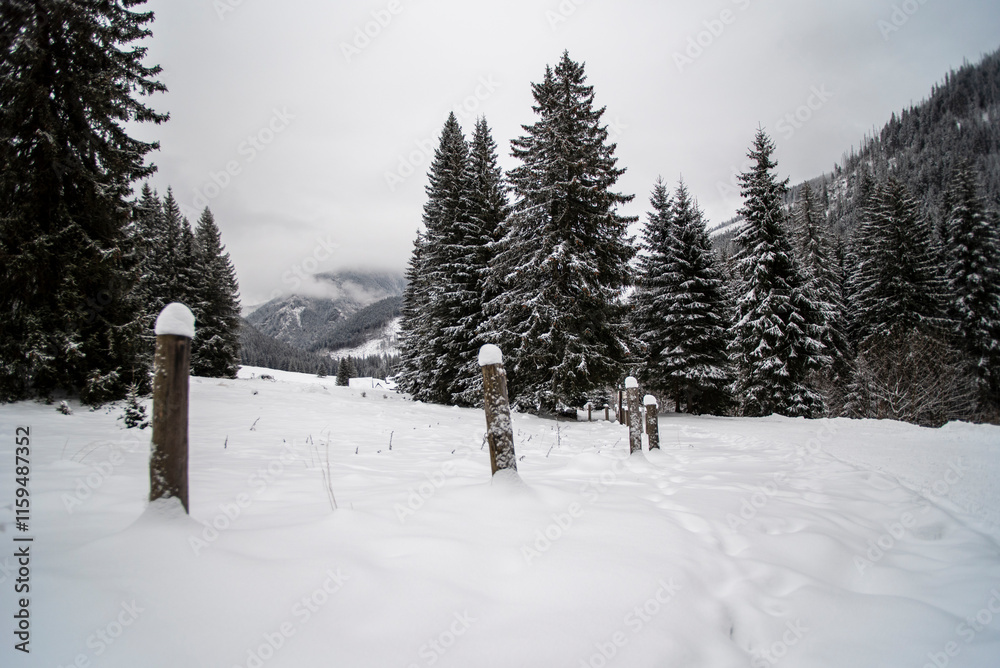 A snowy path winding through the Chocholowska Valley, surrounded by trees blanketed in fresh snow. The serene winter scene invites a sense of quiet and untouched natural beauty. A snowy path winding through the Chocholowska Valley, surrounded by trees blanketed in fresh snow. The serene winter scene invites a sense of quiet and untouched natural beauty.