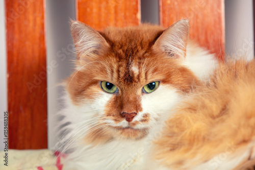 Portrait of cute adult longhaired ginger and white cat indoors