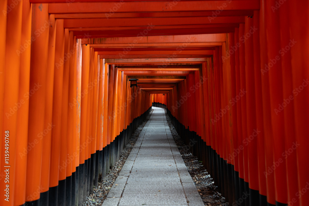 Fototapeta premium The traditional and iconic Torii tunnel at Fushimi Inari-Taisha, Kyoto, Japan, without tourists. Red wooden structures line an empty footpath
